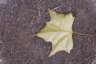 Close-up of a fallen yellow maple leaf lying on a bed of pine needles and dirt, capturing the
