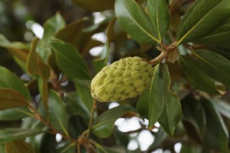 Close-up of a magnolia seed pod growing on a branch, surrounded by vibrant green leaves in ronda,