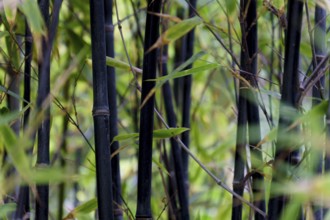 Close-up of black bamboo stalks growing in a dense forest, showcasing the unique color and texture