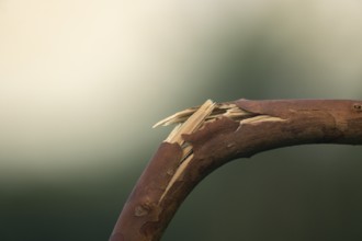 A close-up of a broken brown branch against a blurred background, Gazipur, bangladesh