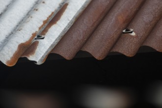 Close-up of a rusty, corrugated metal roof with brown and gray textures, Gazipur, bangladesh