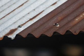 Close-up of a rusty, corrugated metal roof with brown and gray textures, Gazipur, bangladesh
