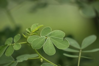 Detailed close-up of green leaves with a soft focus background, Gazipur, bangladesh