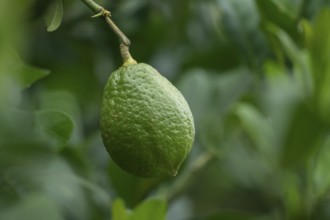 A single green lemon hanging from a branch surrounded by leaves, Gazipur, bangladesh