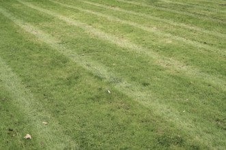 Borken, NRW, Germany, Freshly cut green grass forming stripes on a well-maintained lawn