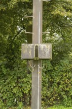 Borken, NRW, Germany, Utility pole standing in green forest with a weathered junction box covered