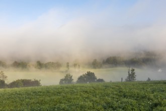 Early morning fog over the edge of a forest, Leoben, Styria, Austria