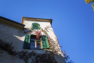 Window of a tower, vine leaves on a facade, Trofaiach, Styria, Austria