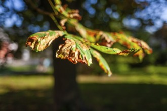 Autumn colouring, leaf from a chestnut tree, Trofaiach, Styria, Austria