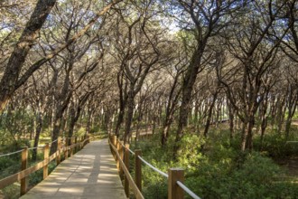 Natural park, Wooden Path Through a Caparica coast forest, Portugal