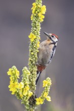 Great spotted woodpecker (Dendrocopus major) young bird Germany