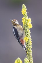 Great spotted woodpecker (Dendrocopus major) young bird Germany