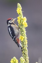 Great spotted woodpecker (Dendrocopus major) young bird Germany