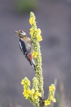 Great spotted woodpecker (Dendrocopus major) young bird Germany
