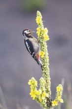 Great spotted woodpecker (Dendrocopus major) young bird Germany