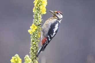 Great spotted woodpecker (Dendrocopus major) young bird Germany