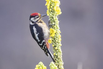 Great spotted woodpecker (Dendrocopus major) young bird Germany