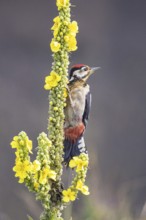 Great spotted woodpecker (Dendrocopus major) young bird Germany