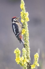 Great spotted woodpecker (Dendrocopus major) young bird Germany