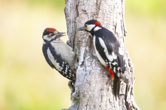 Great spotted woodpecker (Dendrocopus major) ml Old bird feeding young bird Germany