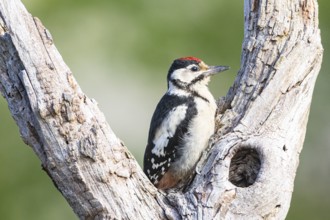 Great spotted woodpecker (Dendrocopus major) t Juvenile Germany
