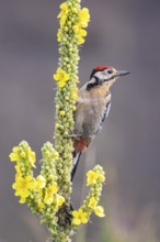 Great spotted woodpecker (Dendrocopus major) young bird Germany