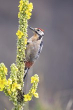 Great spotted woodpecker (Dendrocopus major) young bird Germany