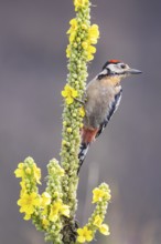 Great spotted woodpecker (Dendrocopus major) young bird Germany