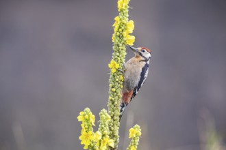 Great spotted woodpecker (Dendrocopus major) young bird Germany