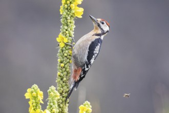 Great spotted woodpecker (Dendrocopus major) young bird Germany