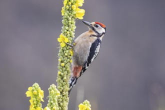 Great spotted woodpecker (Dendrocopus major) young bird Germany