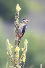 Great spotted woodpecker (Dendrocopus major) young bird Germany