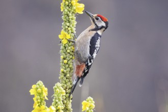Great spotted woodpecker (Dendrocopus major) young bird Germany