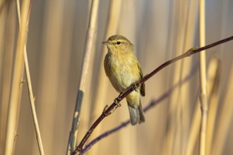 Chiffchaff (Phylloscopus collybita) Germany
