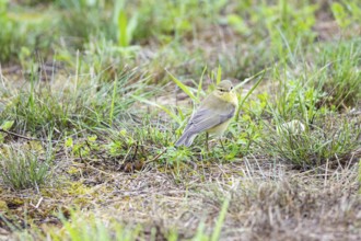 Chiffchaff (Phylloscopus collybita) Germany