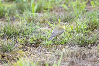 Chiffchaff (Phylloscopus collybita) Germany