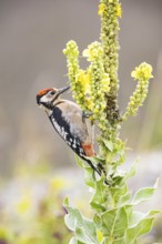 Great spotted woodpecker (Dendrocopus major) young bird Germany