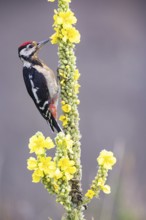 Great spotted woodpecker (Dendrocopus major) young bird Germany