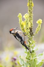Great spotted woodpecker (Dendrocopus major) young bird Germany