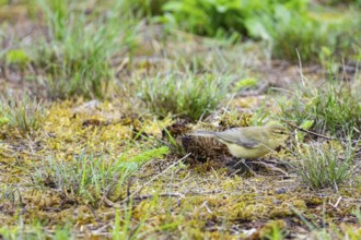 Chiffchaff (Phylloscopus collybita) Germany