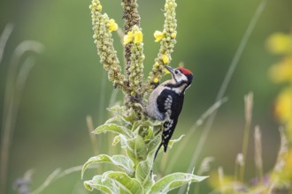 Great spotted woodpecker (Dendrocopus major) young bird Germany