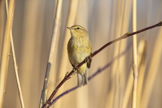 Chiffchaff (Phylloscopus collybita) Germany