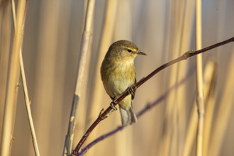 Chiffchaff (Phylloscopus collybita) Germany