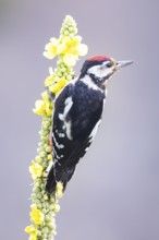 Great spotted woodpecker (Dendrocopus major) young bird Germany