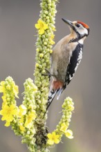 Great spotted woodpecker (Dendrocopus major) young bird Germany