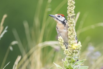 Great spotted woodpecker (Dendrocopus major) young bird Germany
