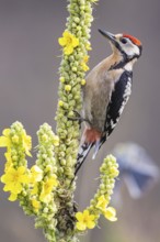 Great spotted woodpecker (Dendrocopus major) young bird Germany