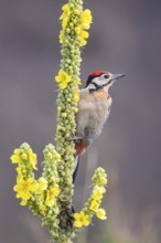 Great spotted woodpecker (Dendrocopus major) young bird Germany