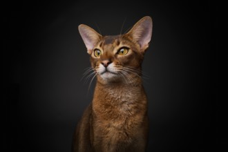 Abyssinian cat (Felis catus), in studio with black background, animal portrait, Austria