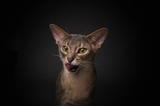 Abyssinian cat (Felis catus), licking its mouth, showing its tongue, in studio with black